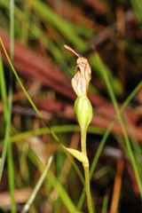 Pterostylis pedoglossa