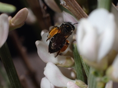 Andrena chalcogastra