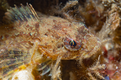 Myoxocephalus