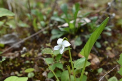 Viola patrinii