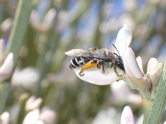 Andrena chalcogastra