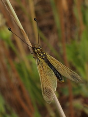 Libelloides ictericus