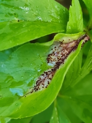Puccinia singularis