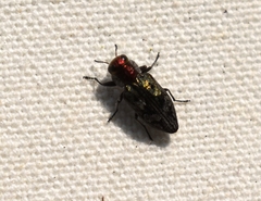 Chrysobothris ignicollis