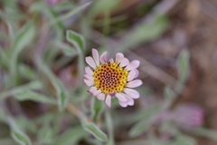 Townsendia florifera