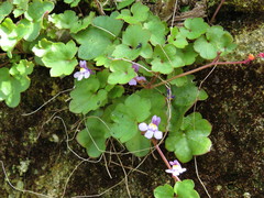 Cymbalaria muralis
