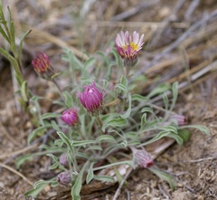 Townsendia florifera