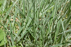 Phalaris arundinacea picta