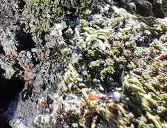 Crematogaster scutellaris