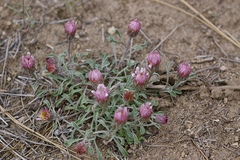 Townsendia florifera