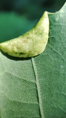 Macrodiplosis pustularis