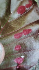 Aceria nervisequa
