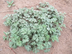 Artemisia mongolica
