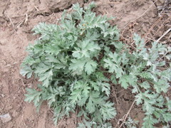 Artemisia mongolica
