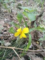Viola uniflora