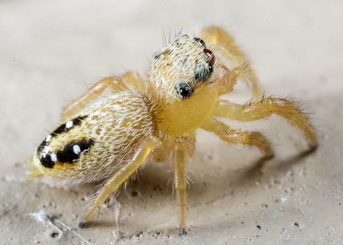 Cardinal Jumping Spider