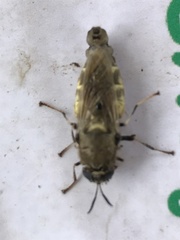 Stratiomys singularior