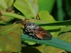 Rhingia campestris