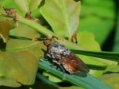 Rhingia campestris