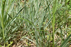 Phalaris arundinacea picta