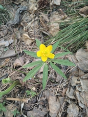 Anemonoides jenisseensis