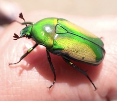 Chlorocala africana subsuturalis