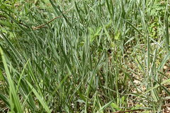 Phalaris arundinacea picta