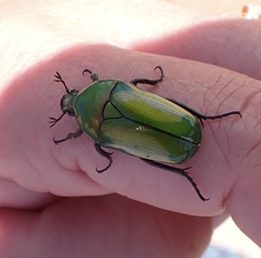 Chlorocala africana subsuturalis