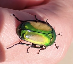 Chlorocala africana subsuturalis