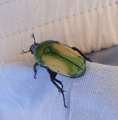 Chlorocala africana subsuturalis