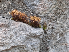 Ptychostomum pallescens