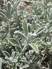 Marrubium parviflorum