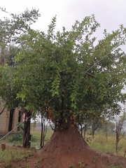 Combretum hereroense