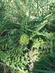 Acanthus hirsutus