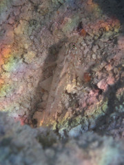 Fusigobius neophytus