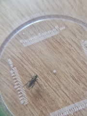 Poecilobothrus nobilitatus