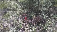 Agave bracteosa