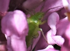 Adelphocoris quadripunctatus