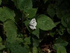 Pieris napi