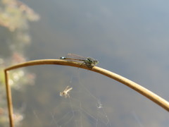 Ischnura elegans