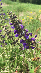 Salvia pratensis