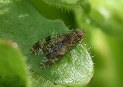 Tephritis vespertina