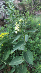 Vincetoxicum hirundinaria