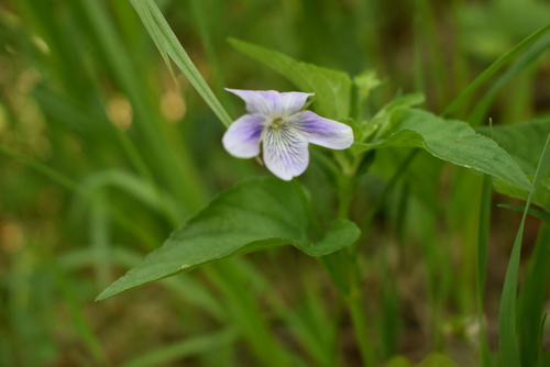 Image of Viola acuminata by (c) Repina Tatyana, some rights reserved (CC BY)