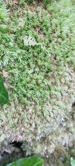 Leucobryum juniperoideum