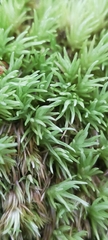 Leucobryum juniperoideum