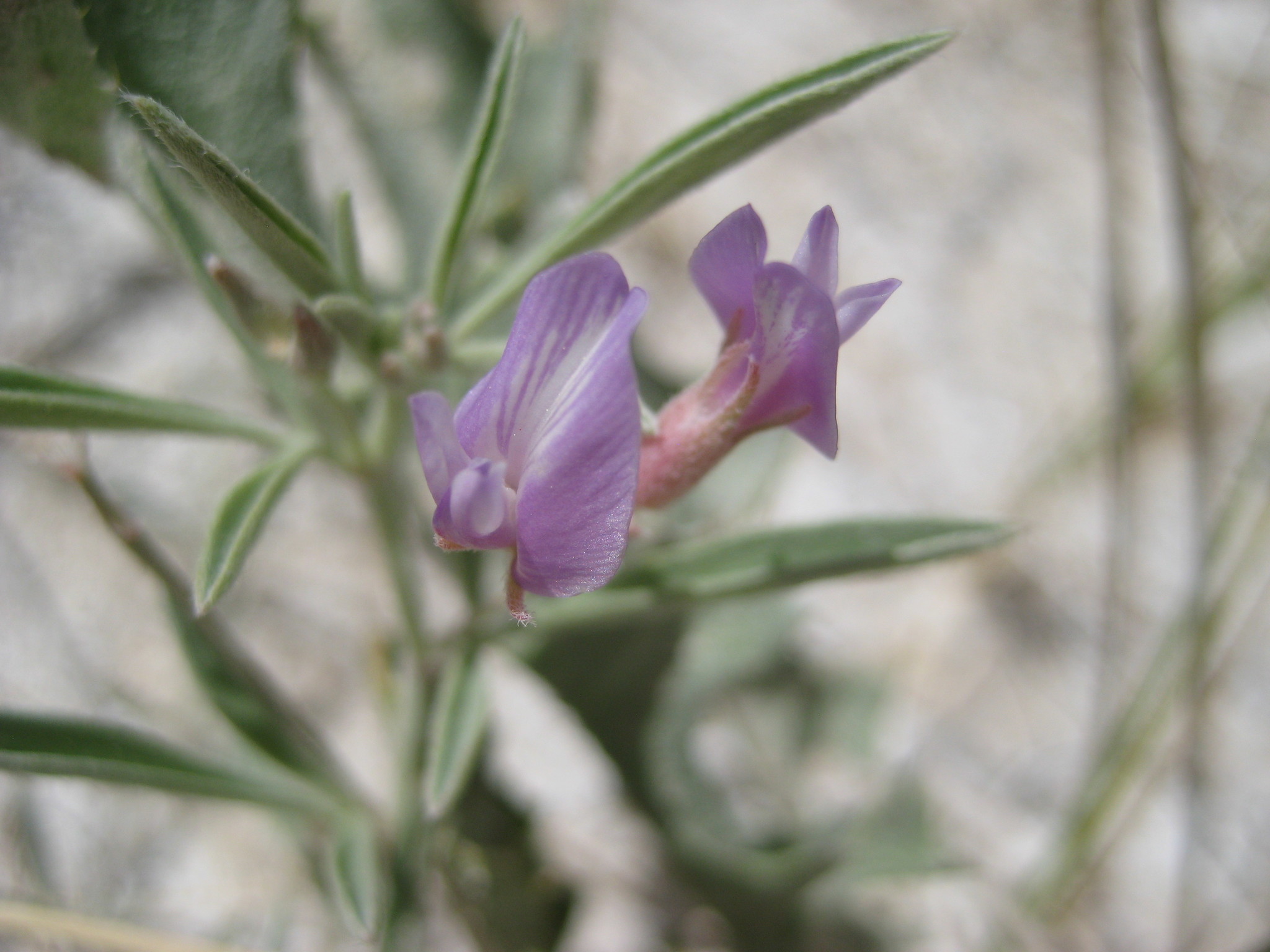Astragalus lentiginosus var. piscinensis