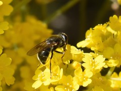 Cheilosia caerulescens