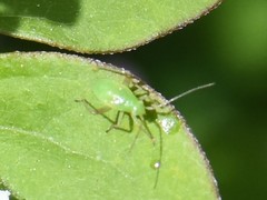 Adelphocoris quadripunctatus