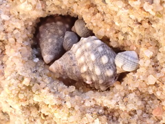 Echinolittorina natalensis